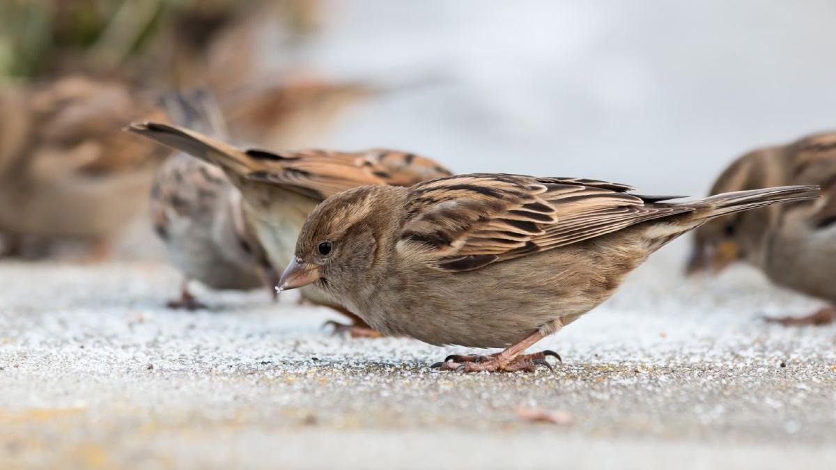avocata prahova copii cadou omoare pasari cercetata penal