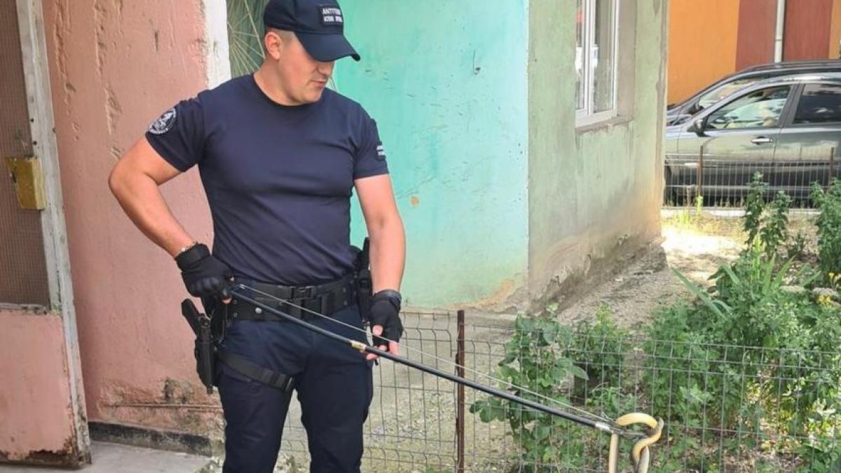 sarpe bloc drobeta turnu severin mehedinti