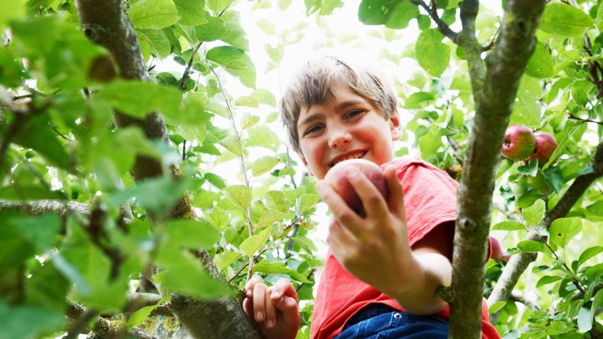 fructe pomi vecini curte romani
