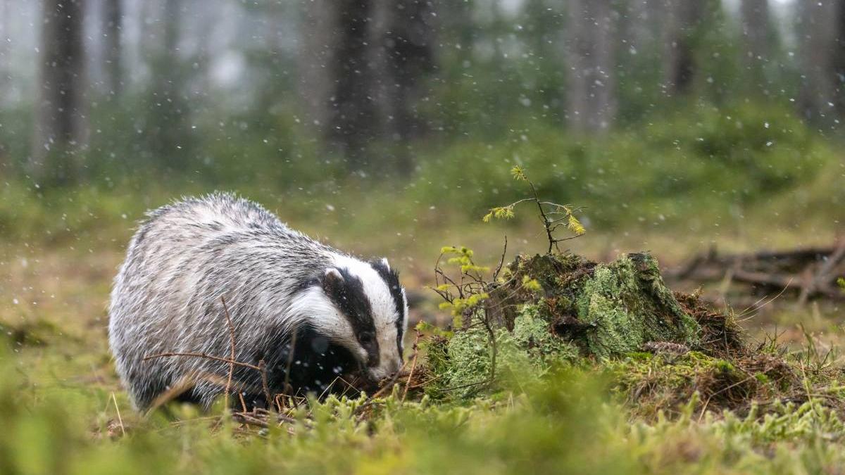 barbati sibiu retinuti braconaj viezuri sulita vanatoare sase caini