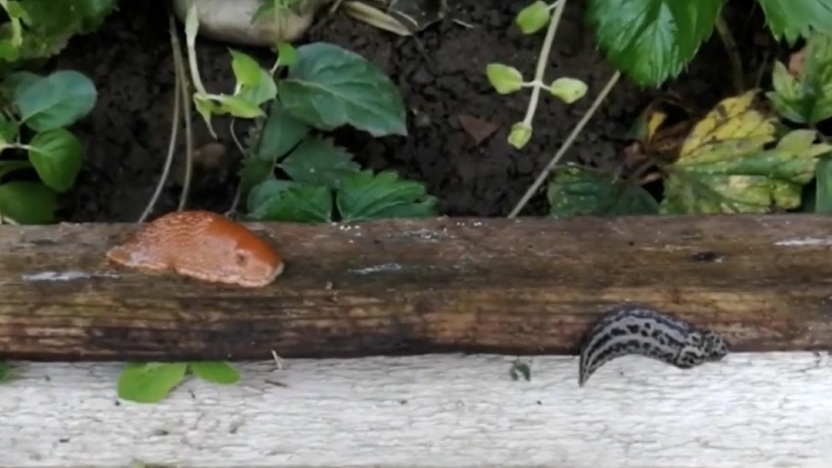 invazie limacsi uriasi romania distrus culturi gradini flori