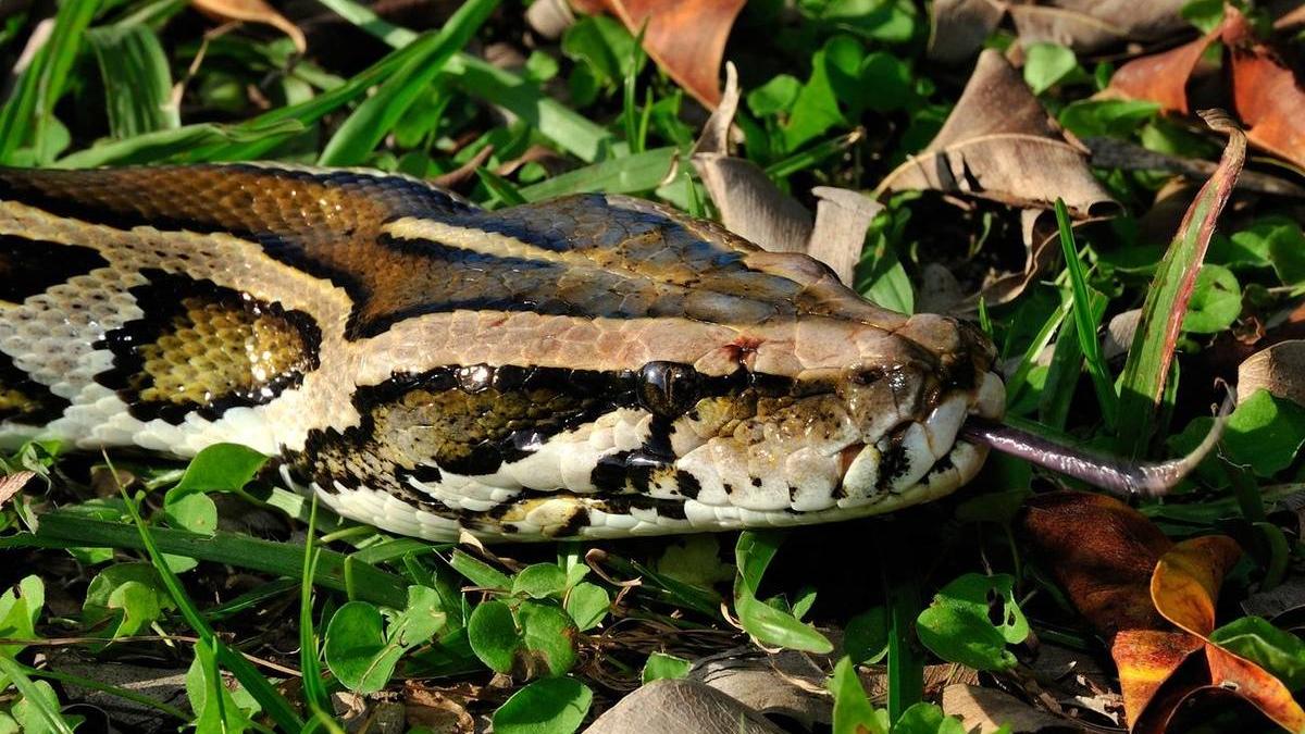 cel mai mare piton capturat florida