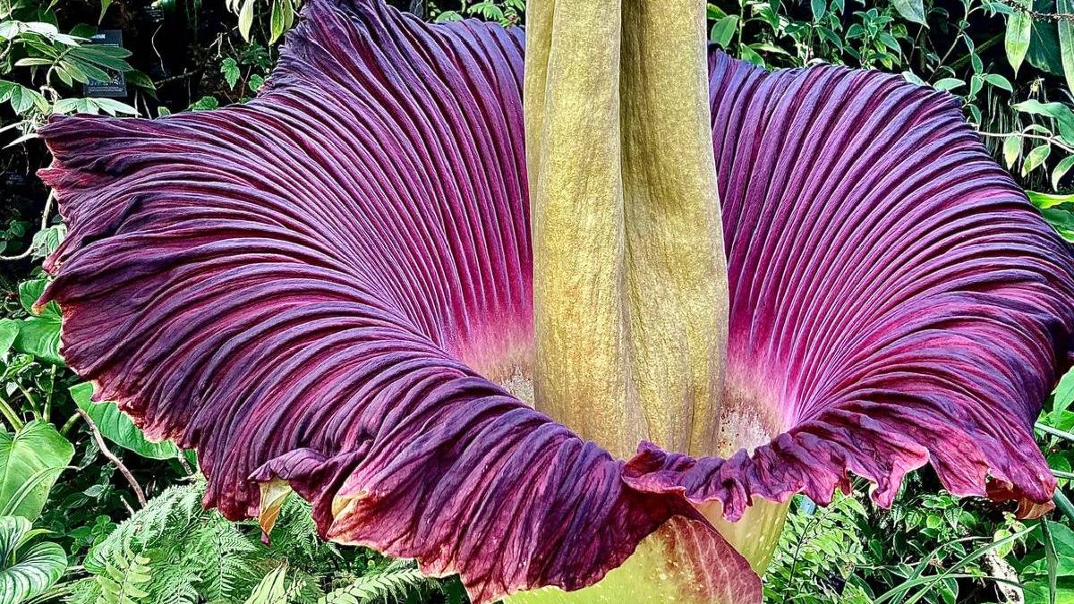 inflorit planta miroase cadavre mii oameni inghesuit vada fotografieze siettle