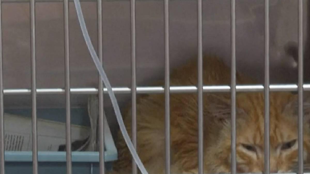 pisici moarte cipru coronavirus felin