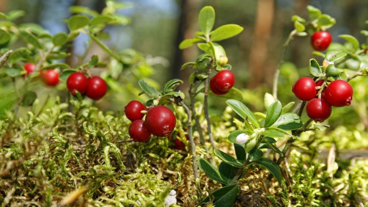 planta romania merisor beneficii traieste 600 de ani