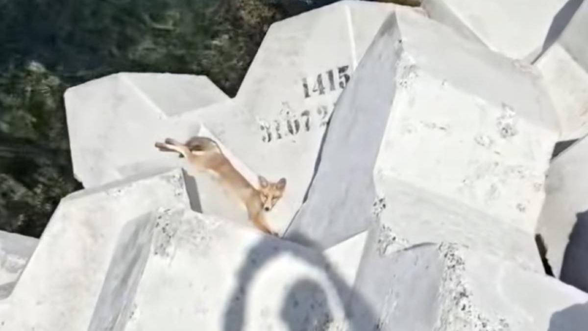 vulpe filmata relaxare plaja eforie nord