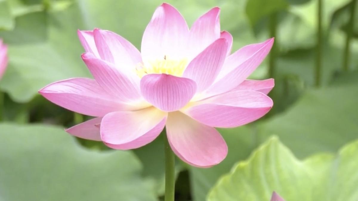 statiune romania rezervatie flori exotice lacuri nu ingheata indiferent de vreme