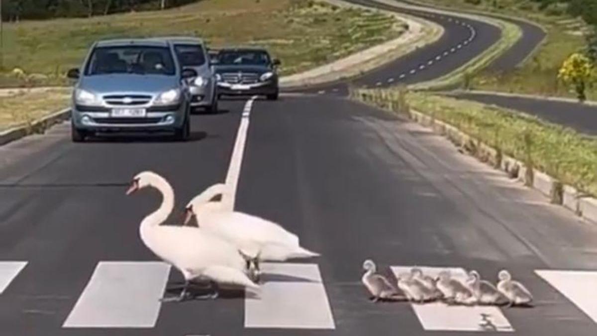 doua lebede surprinse traversand strada pe trecerea de pietoni impreuna cu puii lor pe o sosea din