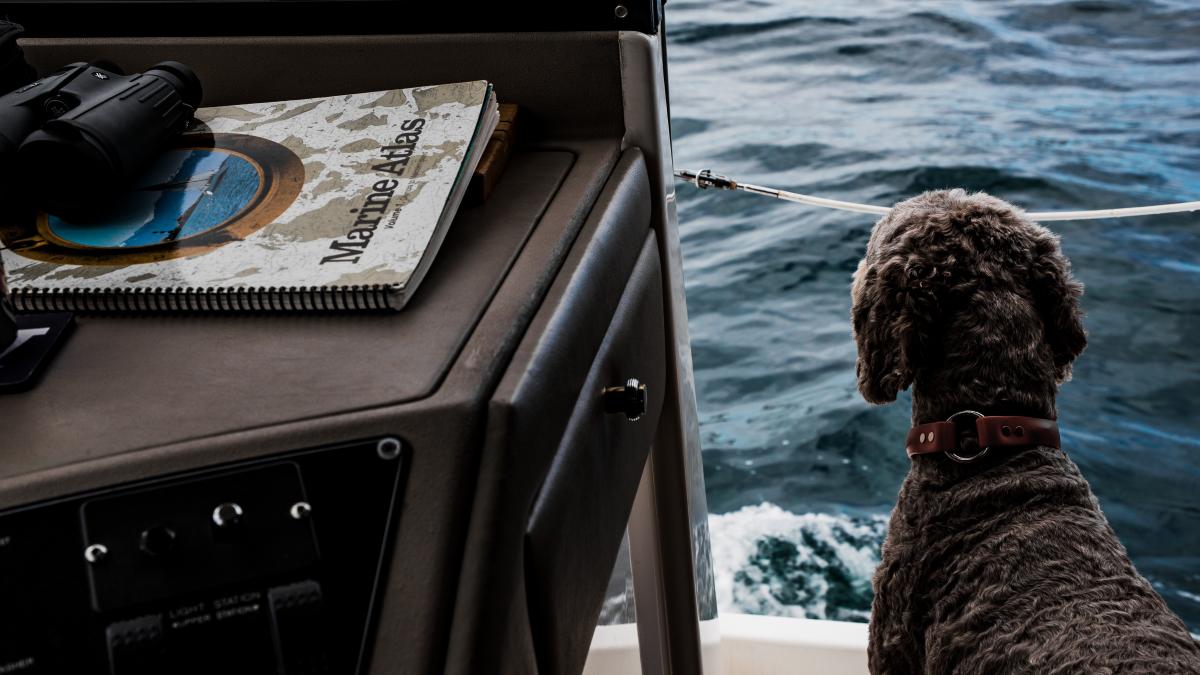 marinar caine supravietuit barca mare deriva