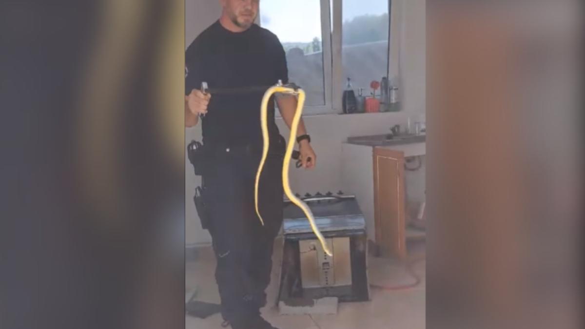 apel la 112 familie sarpe ascuns bucatarie hinova mehedinti