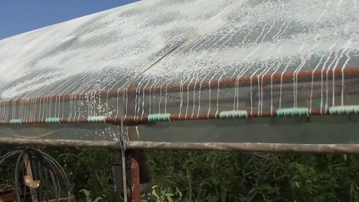 culturi agricole distruse canicula romania