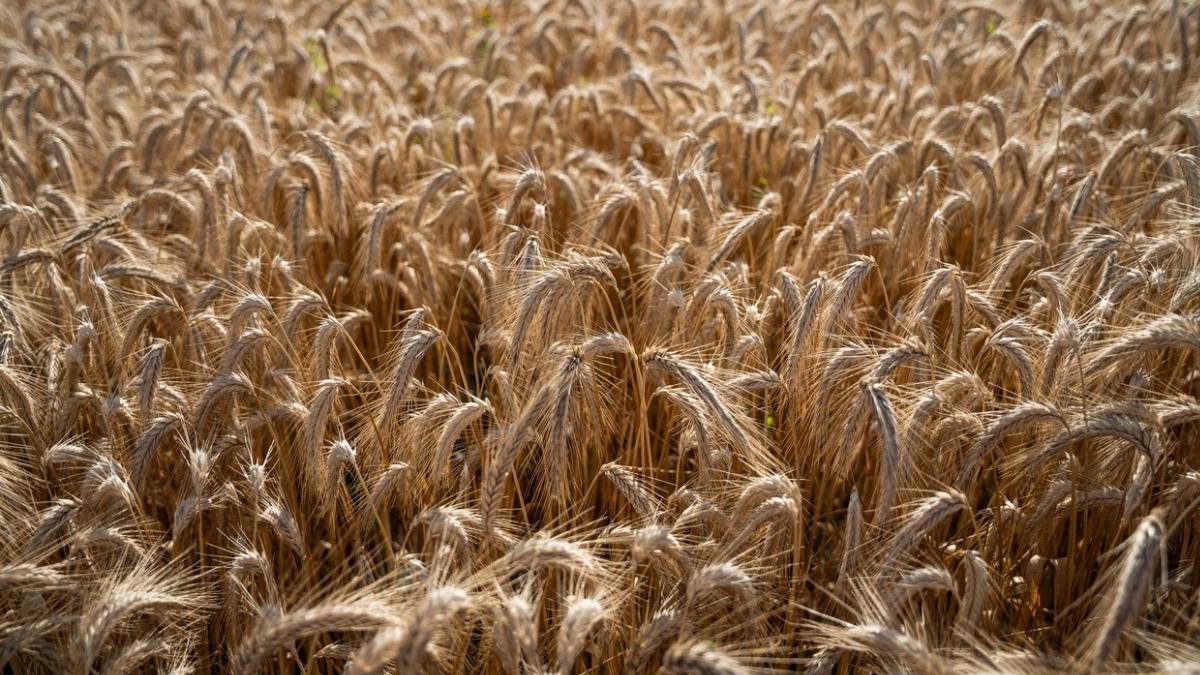 polonia mentine restrictii importuri cereale ucraina indiferent decizie comisia europeana