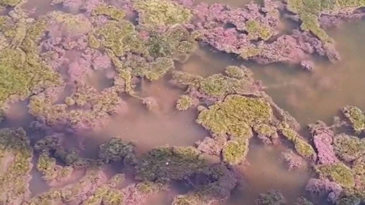 lacul techirghiol devenit roz explicatia specialistilor