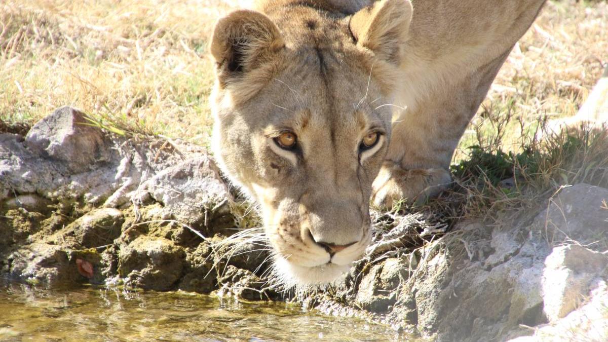 leu scapat strazi berlin autoritati oameni case