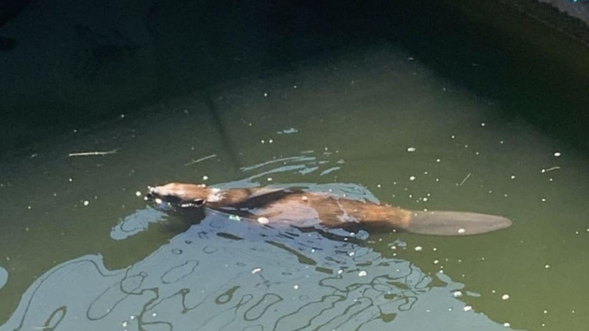 castor salvat bazin statie tratare a apeo criscior hunedoara