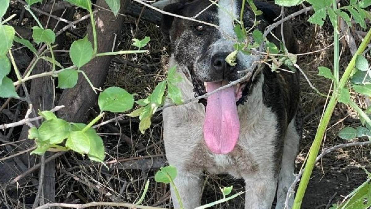 cruzime fara margini galati caine amstaff legat sarma copac abandonat
