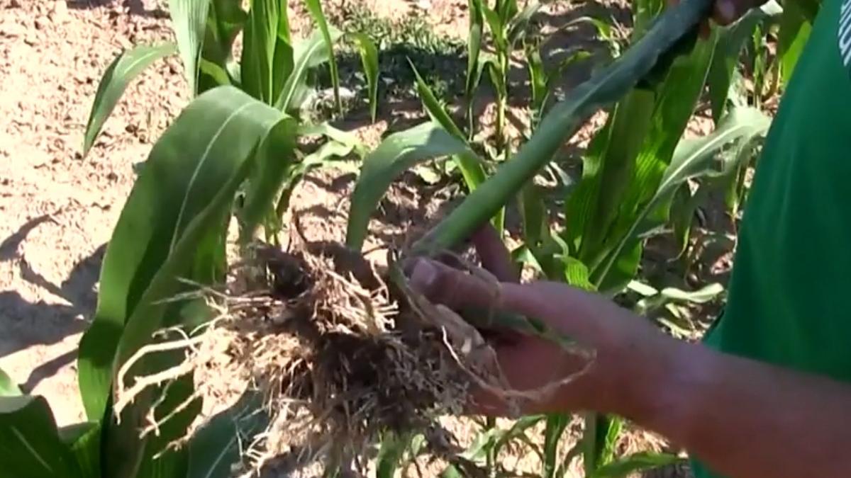 seceta culturi romania ravagii vaslui fermierii cer ajutor statului roman