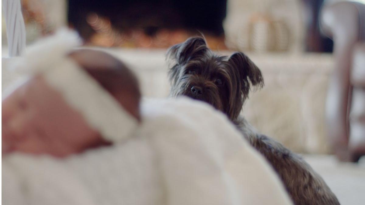 caine vagabond salveaza bebelus abandonat