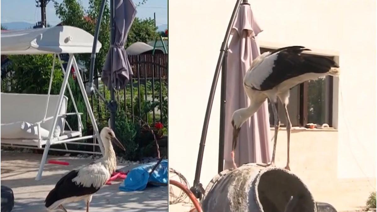 poveste pui barza salvat gorj