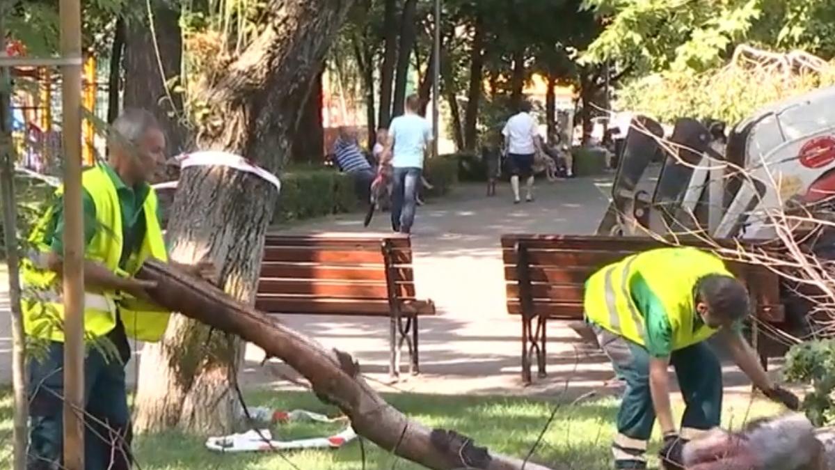 toaletare copaci uscati bucuresti sectorul 2