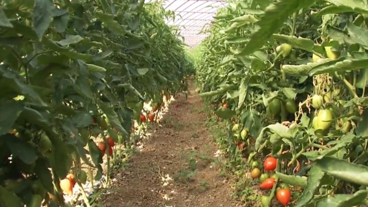 fermieri romani metode recolte 50 grade celsius