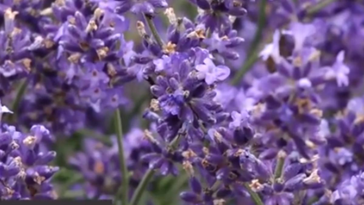 gradina plante de leac avramesti cultura romaneasca naturala