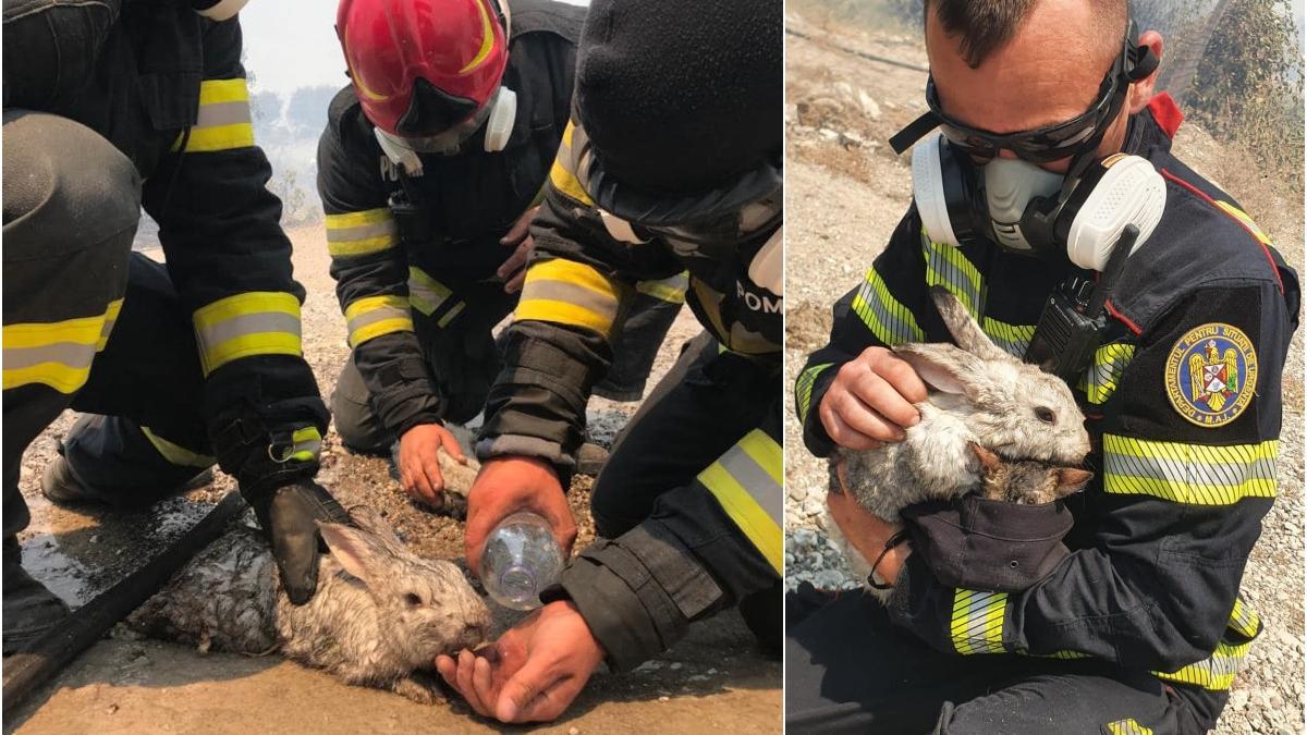 pompieri romani incendii grecia salvat ainmale flacari