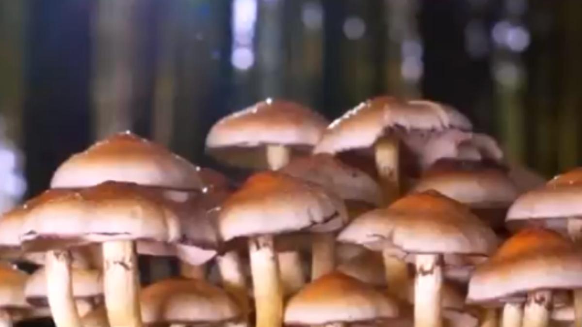 specii ciuperci romania comestibile