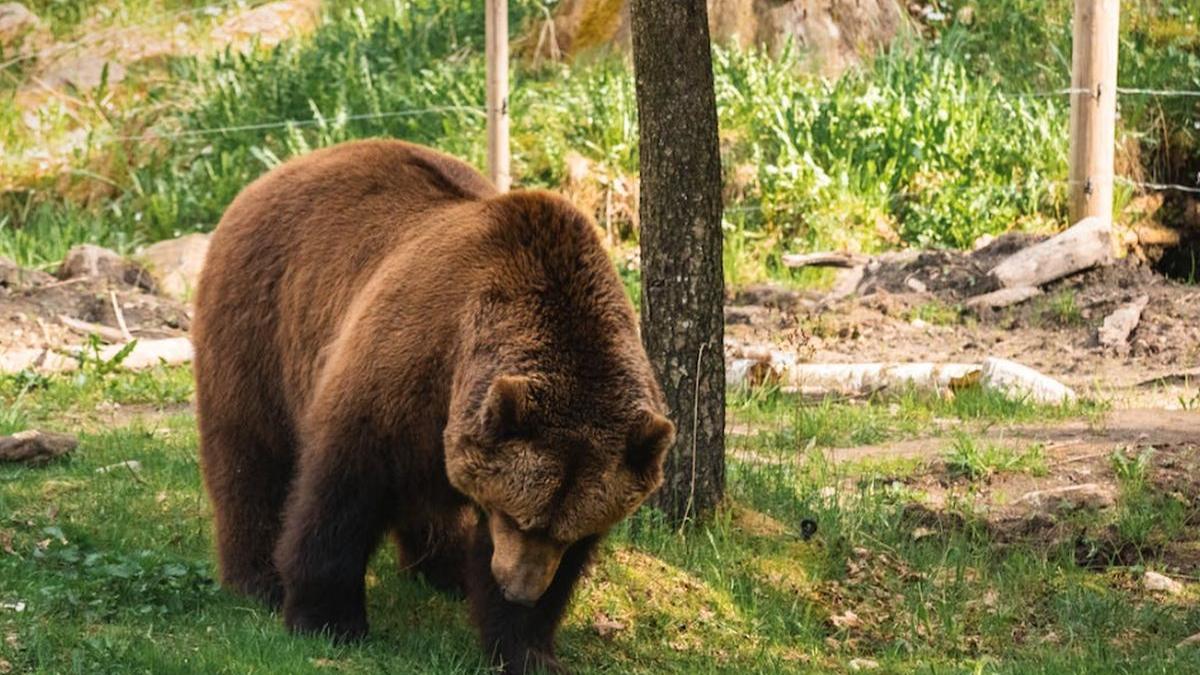 urs ramnicu valcea mesaj ro alert