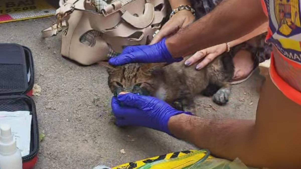pisoi readus la viata echipaj ambulantieri incendiu constanta