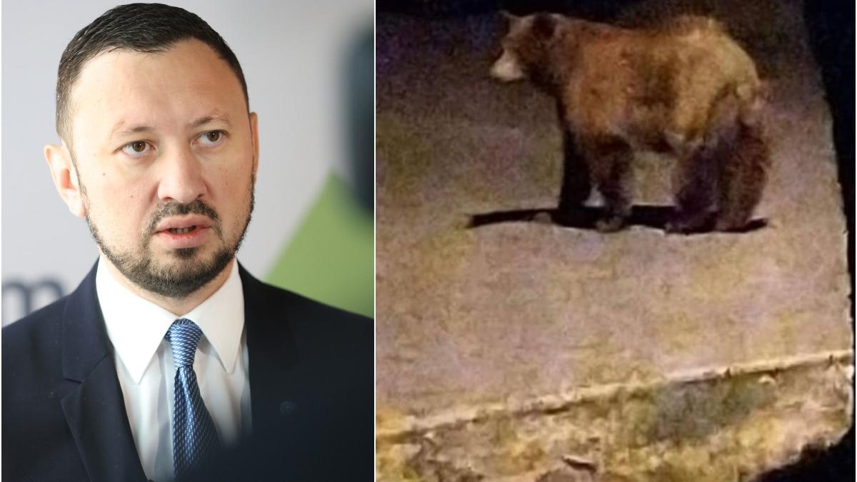 ministrul mediului autoritati nu au prins urs strazi ploiesti