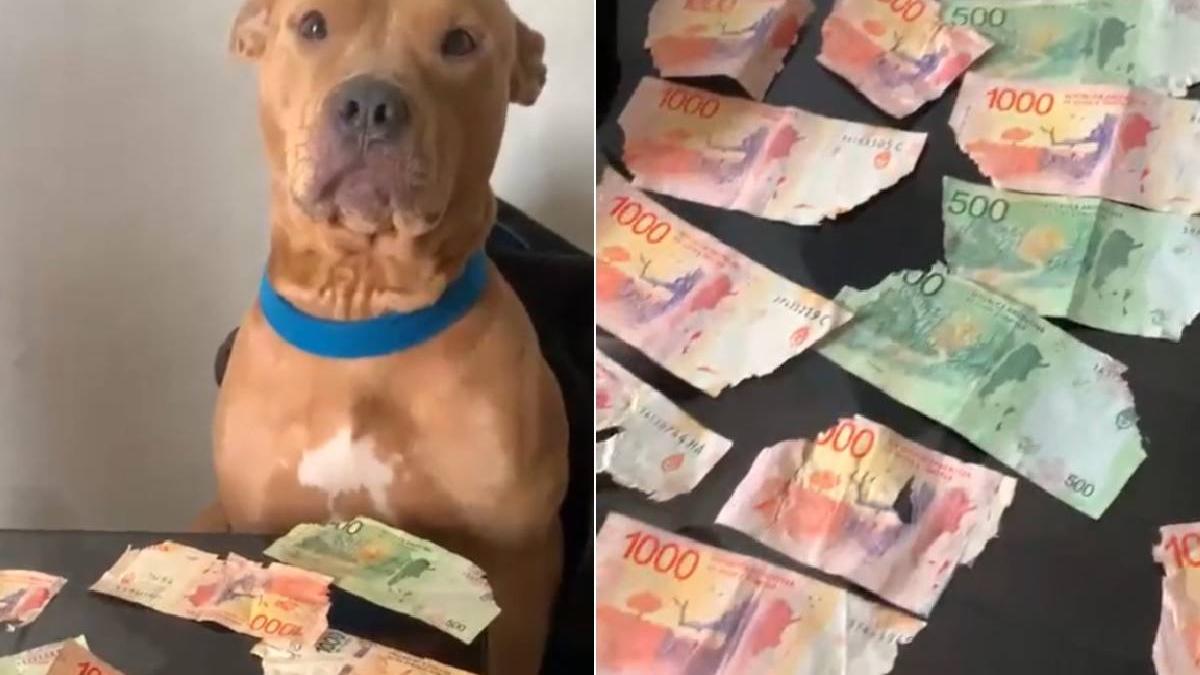 pitbull sfasiat sute dolari economii stapan reactia barbatului