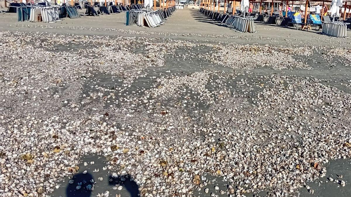 covor scoici melci plaje litoral romanesc furtuna