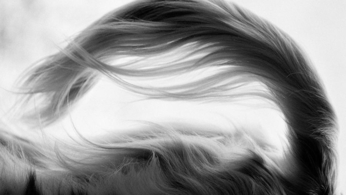 cum arata animalul de companie al viitorului