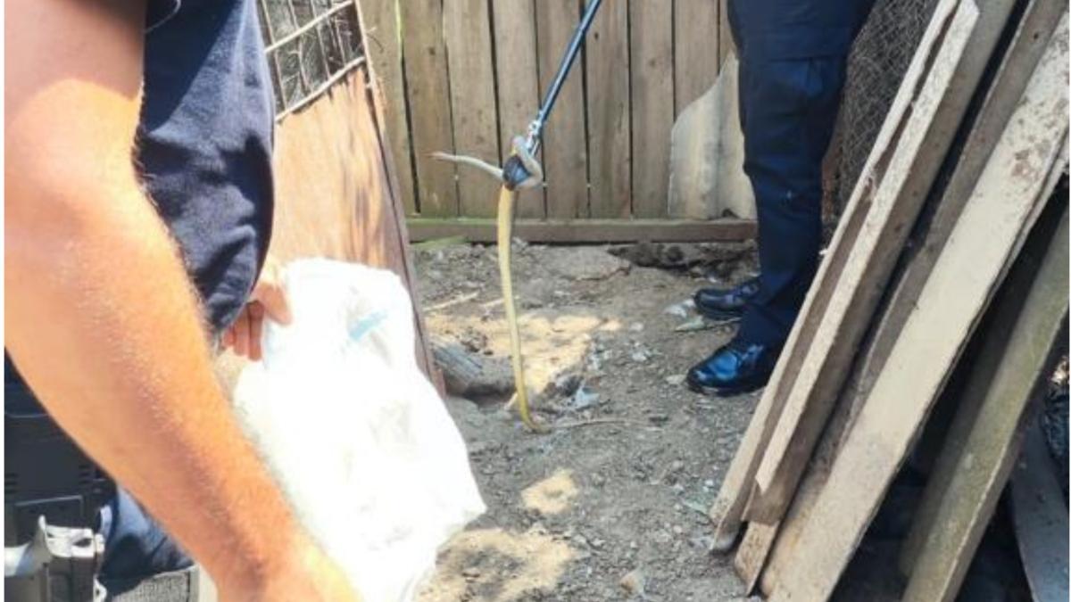 sarpe de peste un metru si jumatate in curtea unei familii din mehedinti