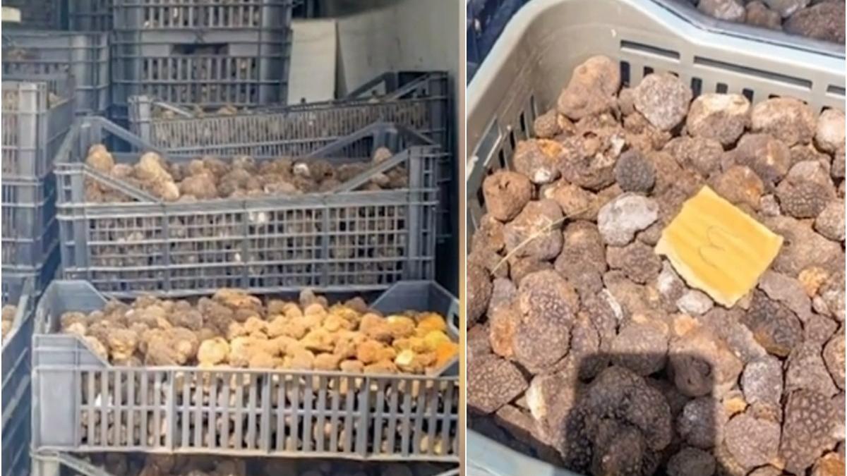 italia sofer roman trufe confiscate