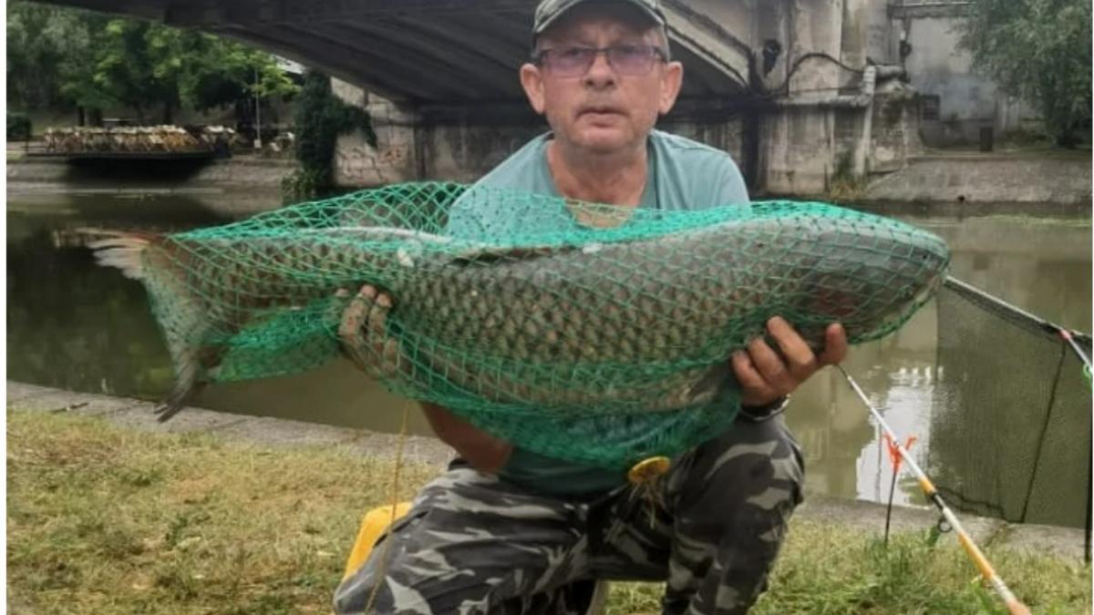 crap de zece kilograme pescuit bega timisoara