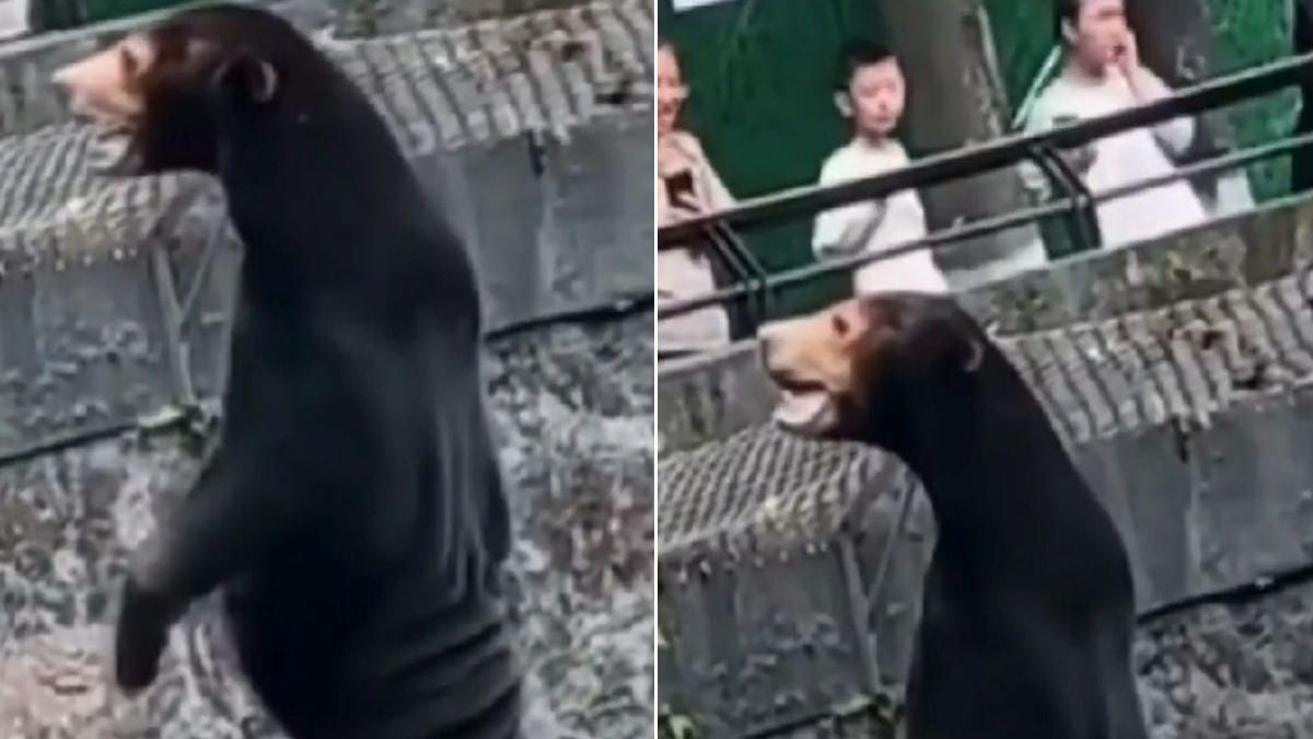 gradina zoologica scrisoarea ursoaicei angela vizitatori pacaliti om blana urs china