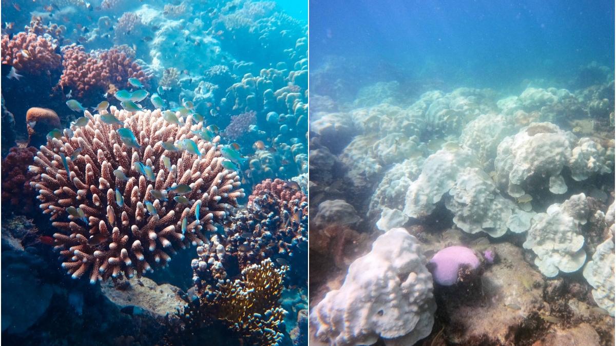 oameni stiinta salveaya corali incalzire apa