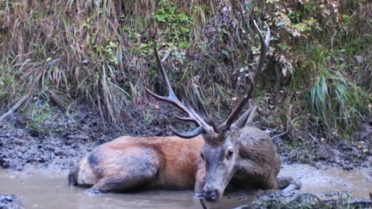 cerb muntii fagaras baie balta