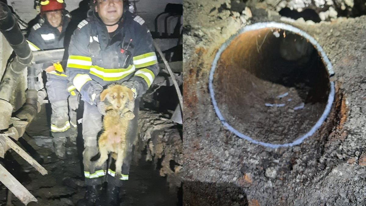 pui caine salvat pompieri blocat teava scurgere 15 cm