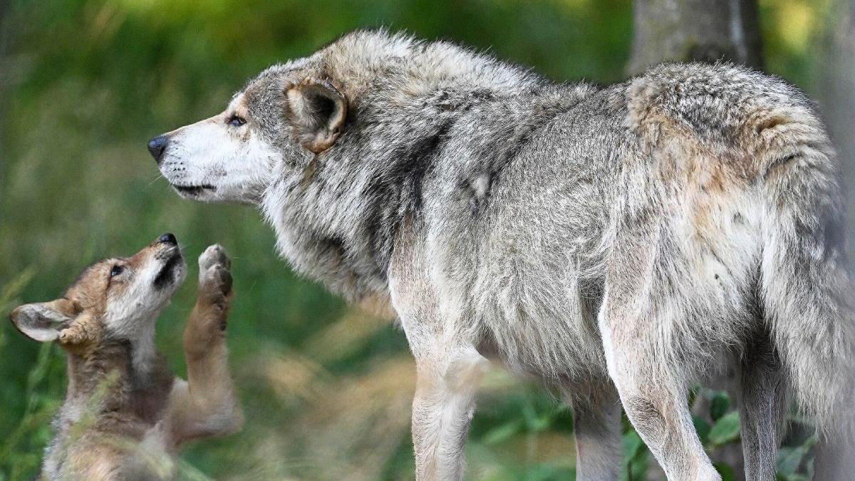 copil noua ani ucis lup faimos europa tata minor arestat