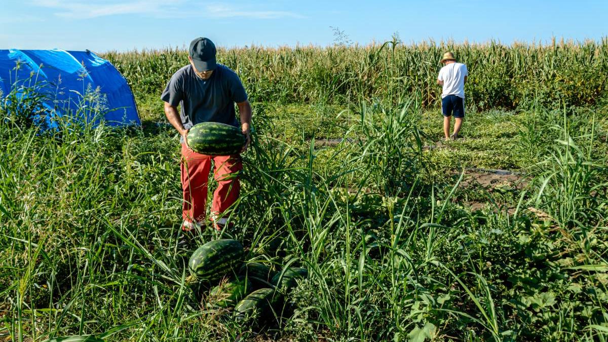 pepeni gottlob disparitie agricultori nemultumiri costuri preturi piata
