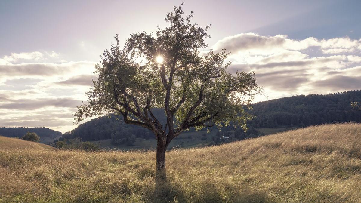 prognoza meteo august vremea