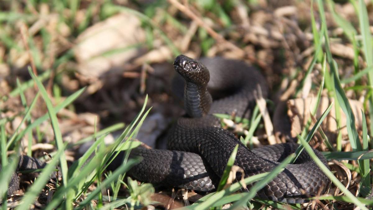 copil 13 ani musca vipera curte casa parinti vipera neagra