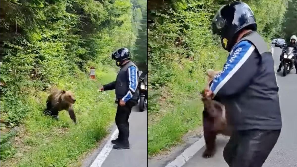 moment motociclist hraneste urs transfagarasan scapat limita