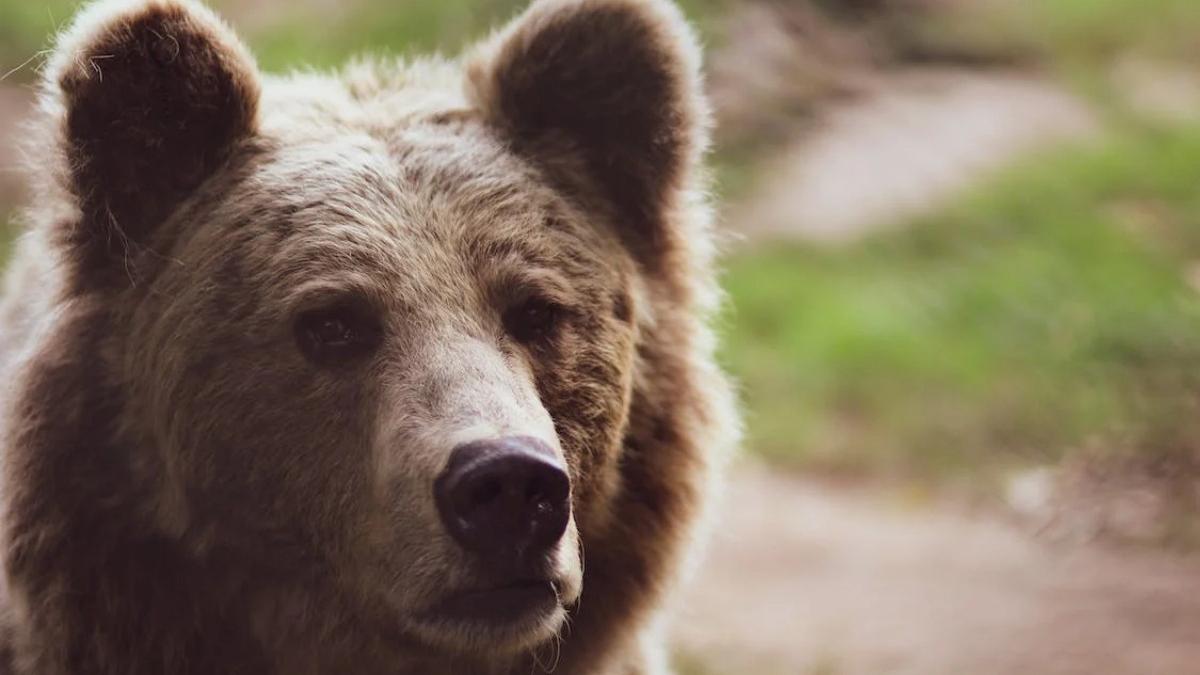 urs cusca cala avion