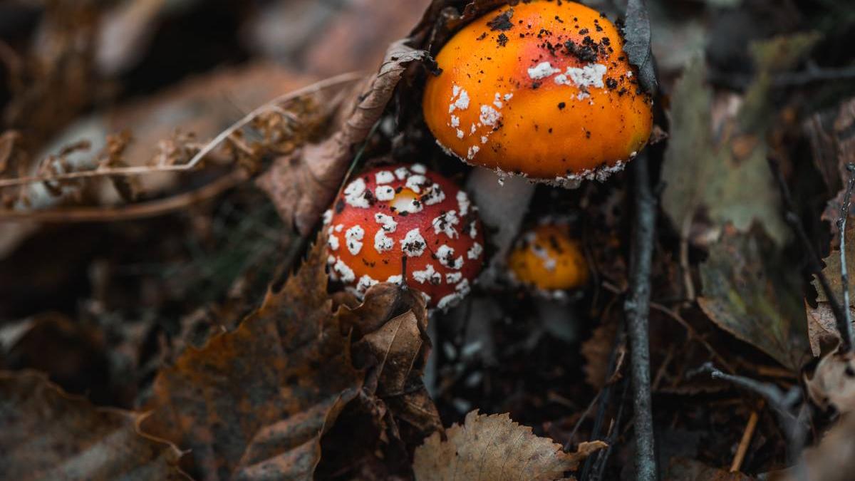 femeie omorat greseala socrii mancare ciuperci otravite