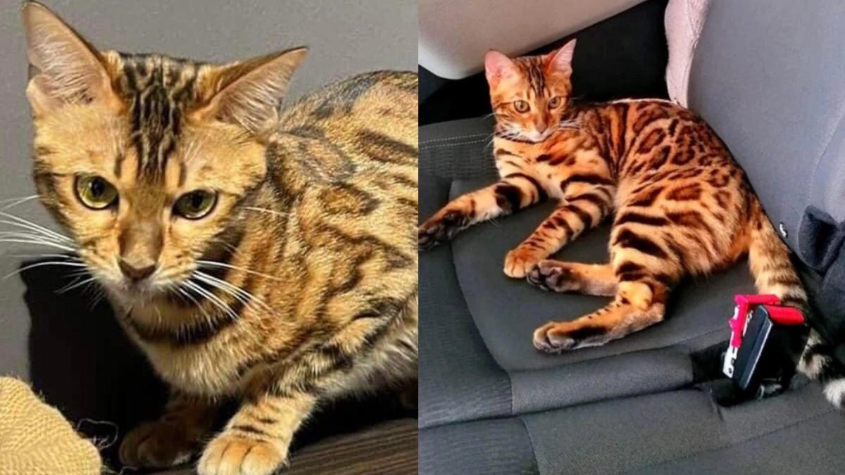 pisica cautata romania recompensa 1000 euro