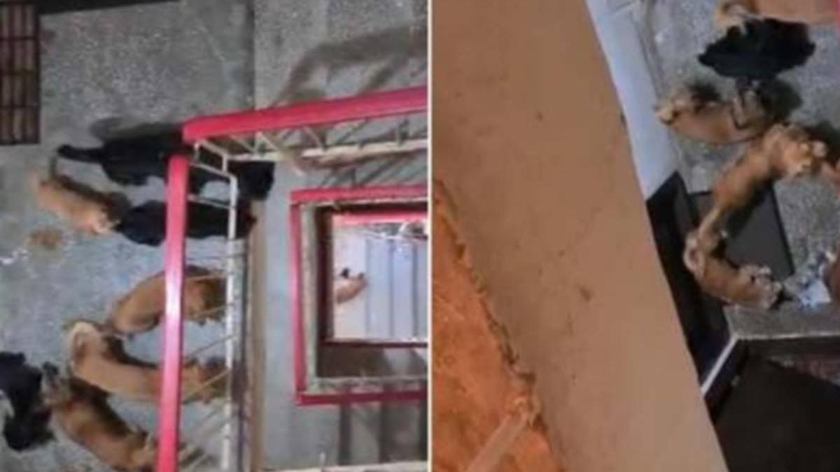 caini infometati apartament timisoara